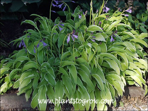 Hosta Anne Arrett